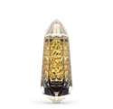 Ramon Molvizar Musk Oriental Goldskin